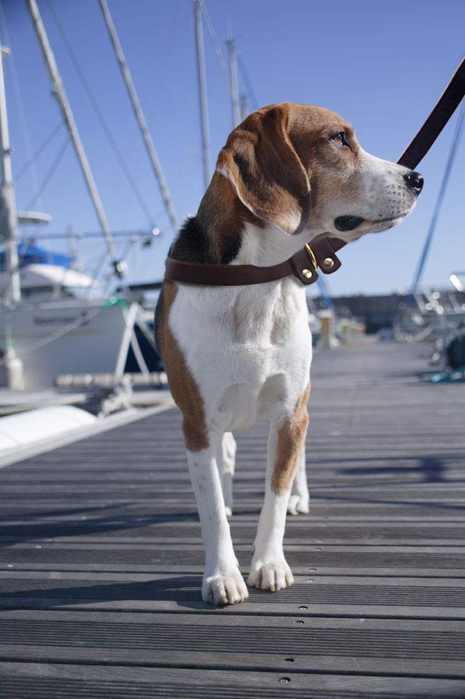 Wellbro slip-on-off leash feature makes training and walks smoother and less hair cling.