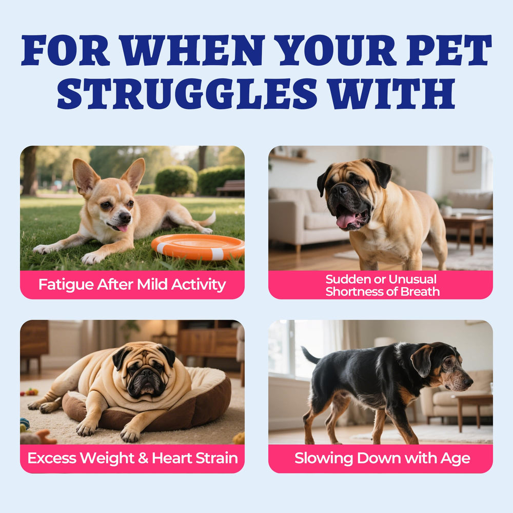 Wellix Cardio Bites chicken-flavor chew appealing to dogs