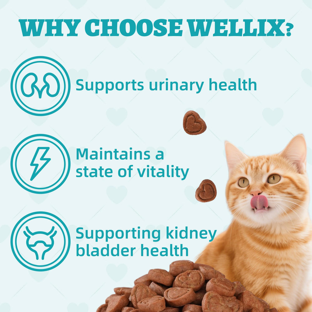 Wellix kidney-bladder-support-dandelion image highlights herbal help for urinary comfort feel.