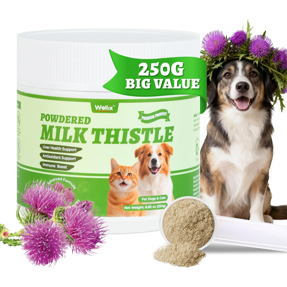 Wellix milk thistle powder for dogs and cats with scoop on kitchen counter for easy dosing