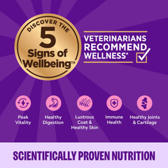 Cat hydration-focused scene with Wellness wet food served in a bowl