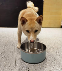 WENBOKMIN dog bowl flat bottom prevents overturning during meals