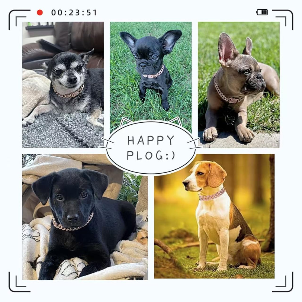 Wendheygk secure-buckle detail on the dog collar for reliable control.