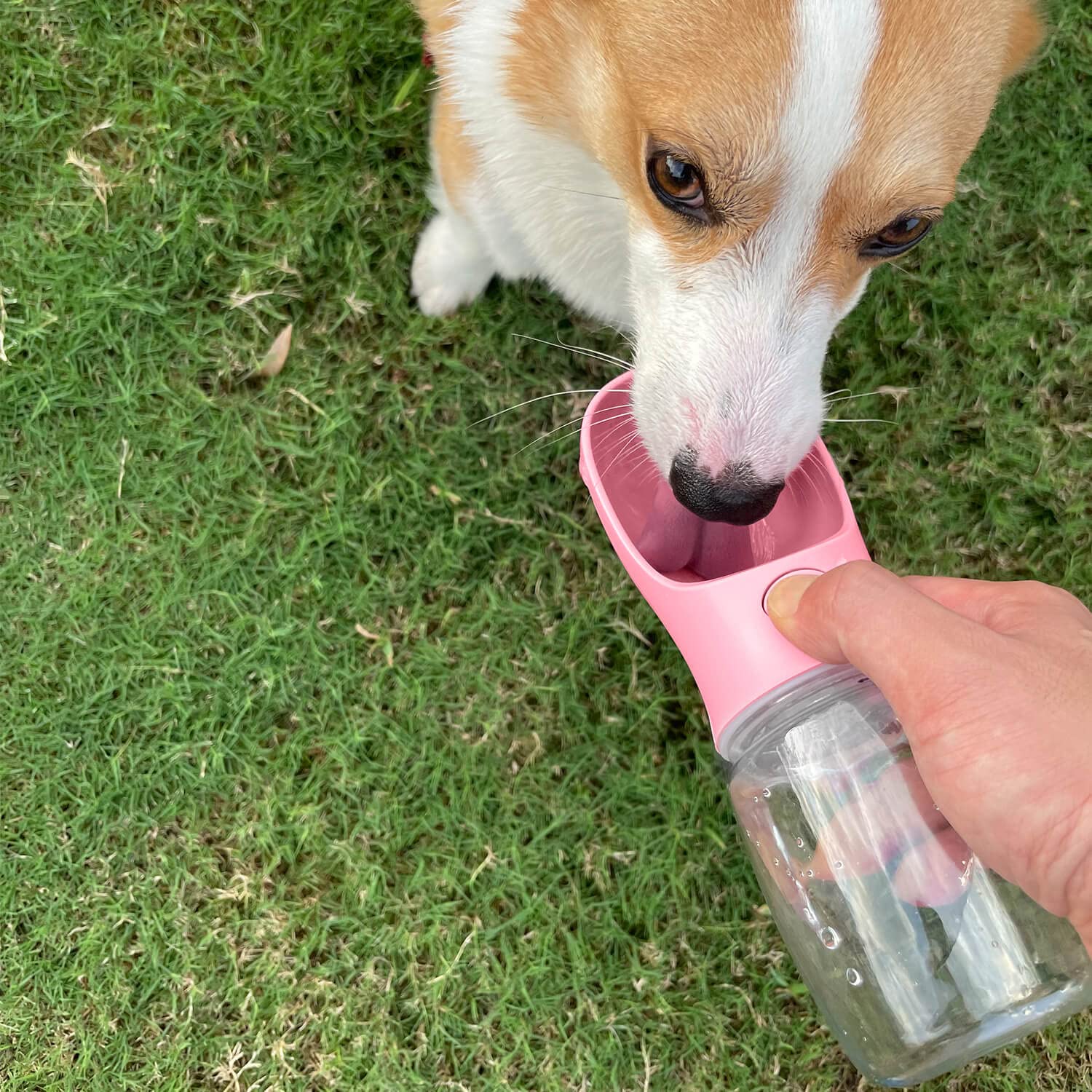 WePet leak-proof bottle with locking seal for mess-free walks.