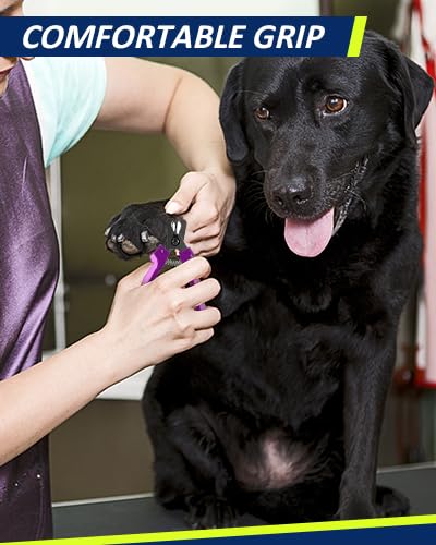 WePet purple design highlights a stylish, durable tool for dogs of all sizes.