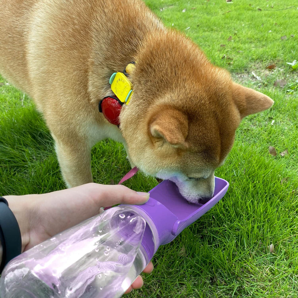 WePet safe, durable hydration bottle suitable for dogs during travel