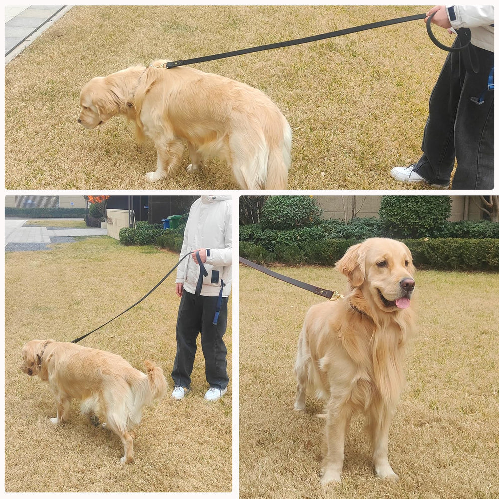 WeRChnpet daily-walk scene shows comfortable control on a casual stroll.