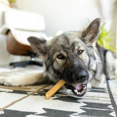 West Paw Dental Sticks breath-freshening parsley and mint flavor