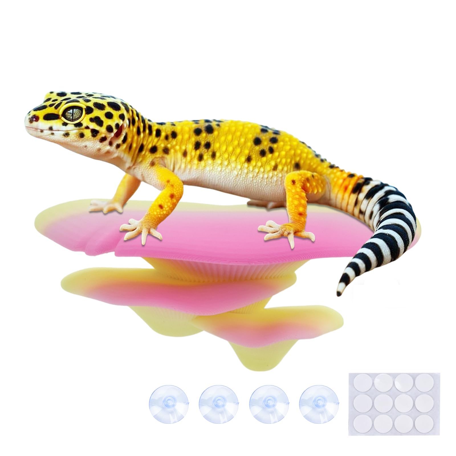 Westant rainbow trio cap mushrooms in terrarium, colorful hiding spots for reptiles