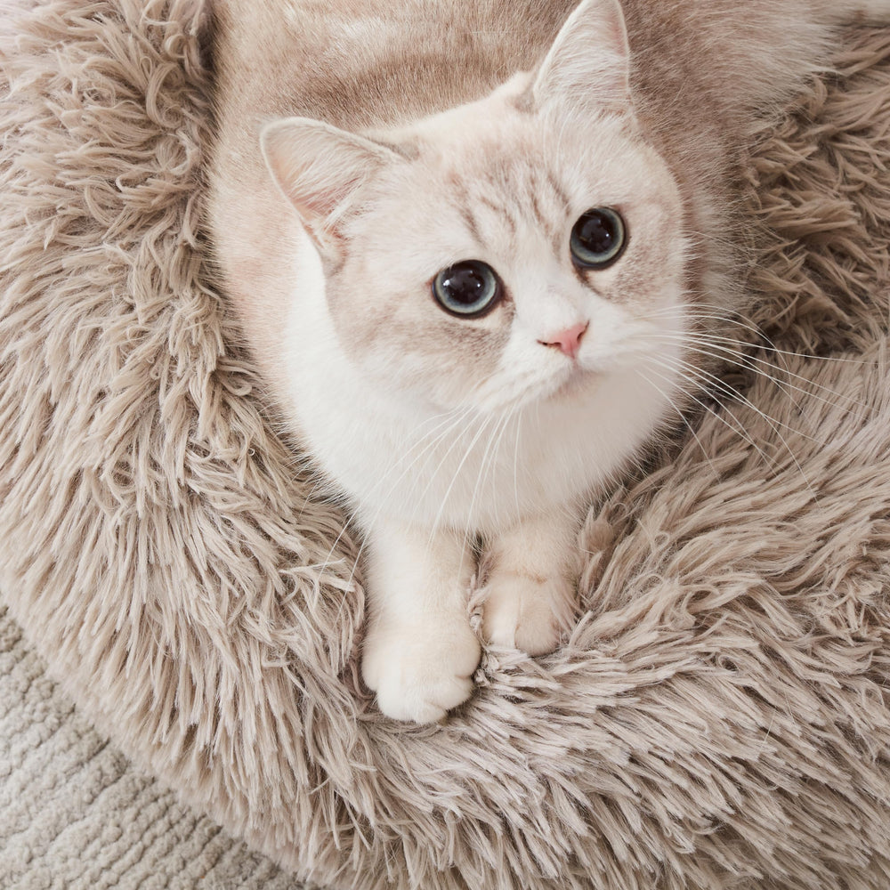 Western Home WH pets relax peacefully in night-time comfort.