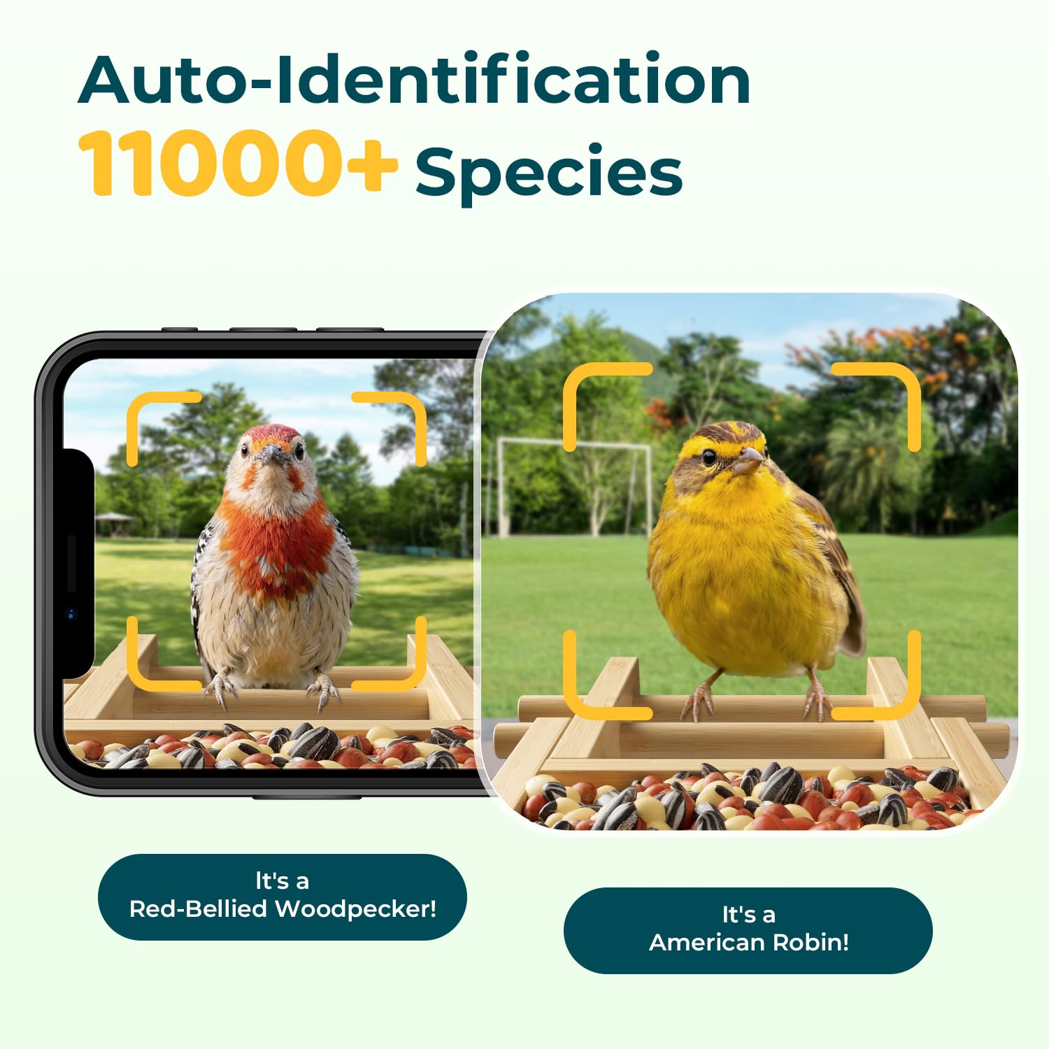 WESTHEY live stream view captures birds in real time for immersive observations.