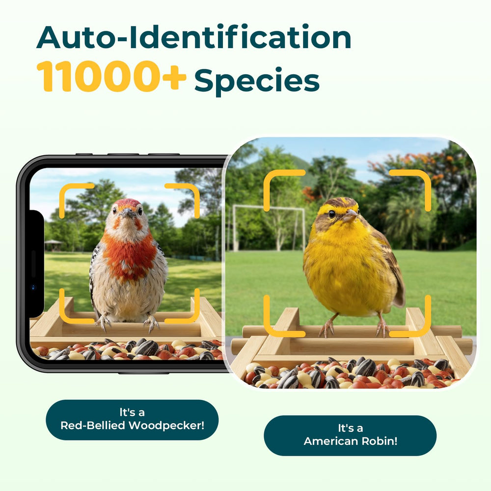WESTHEY live stream view captures birds in real time for immersive observations.