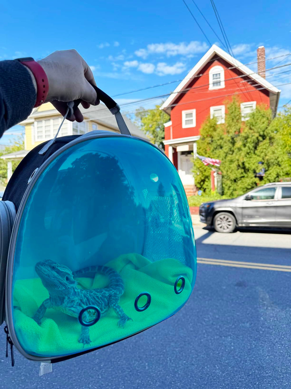 WEVONIGU 160 cm leash for secure, controlled walks