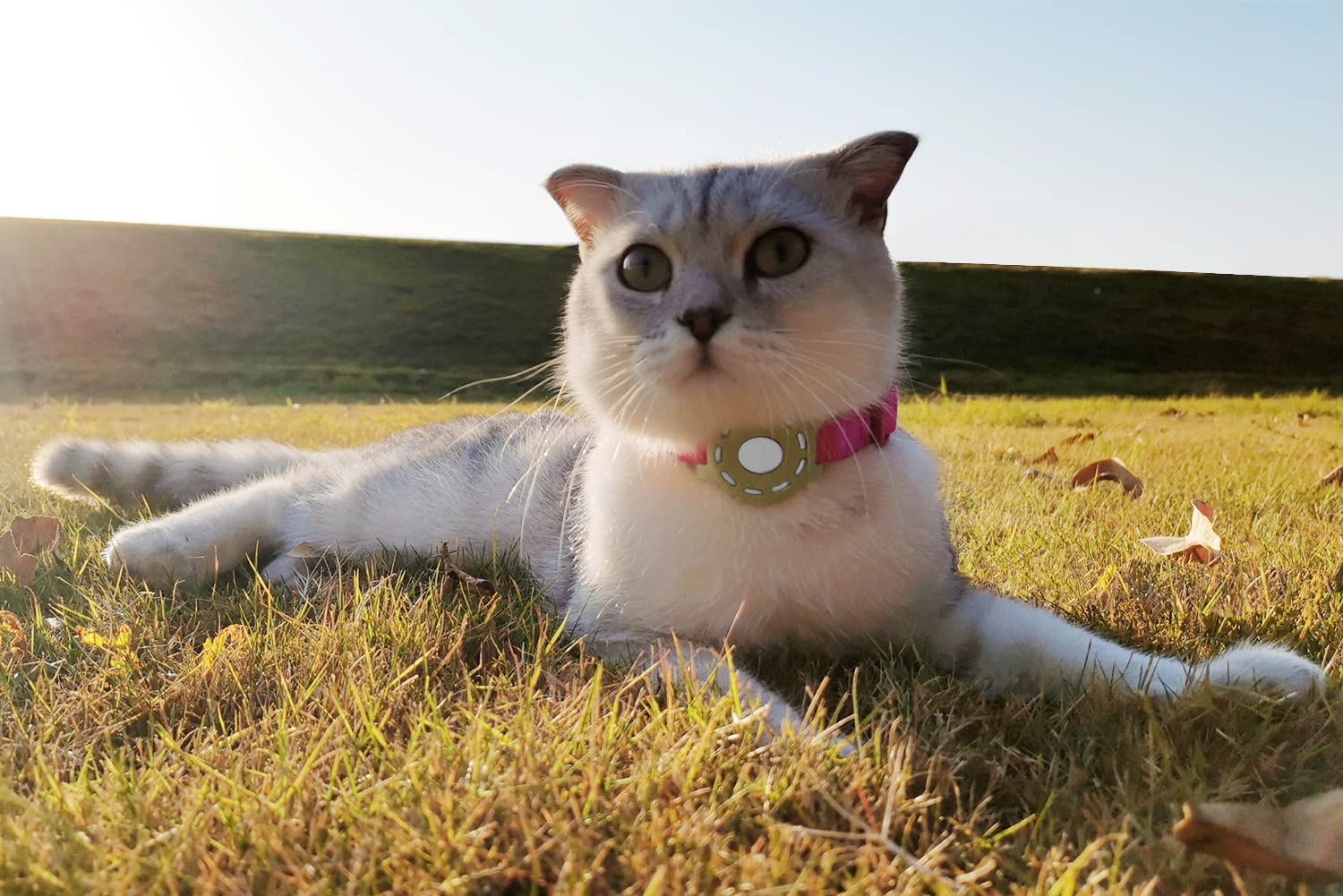 WHALEZON gift-packaging image for eco-conscious pet owners.