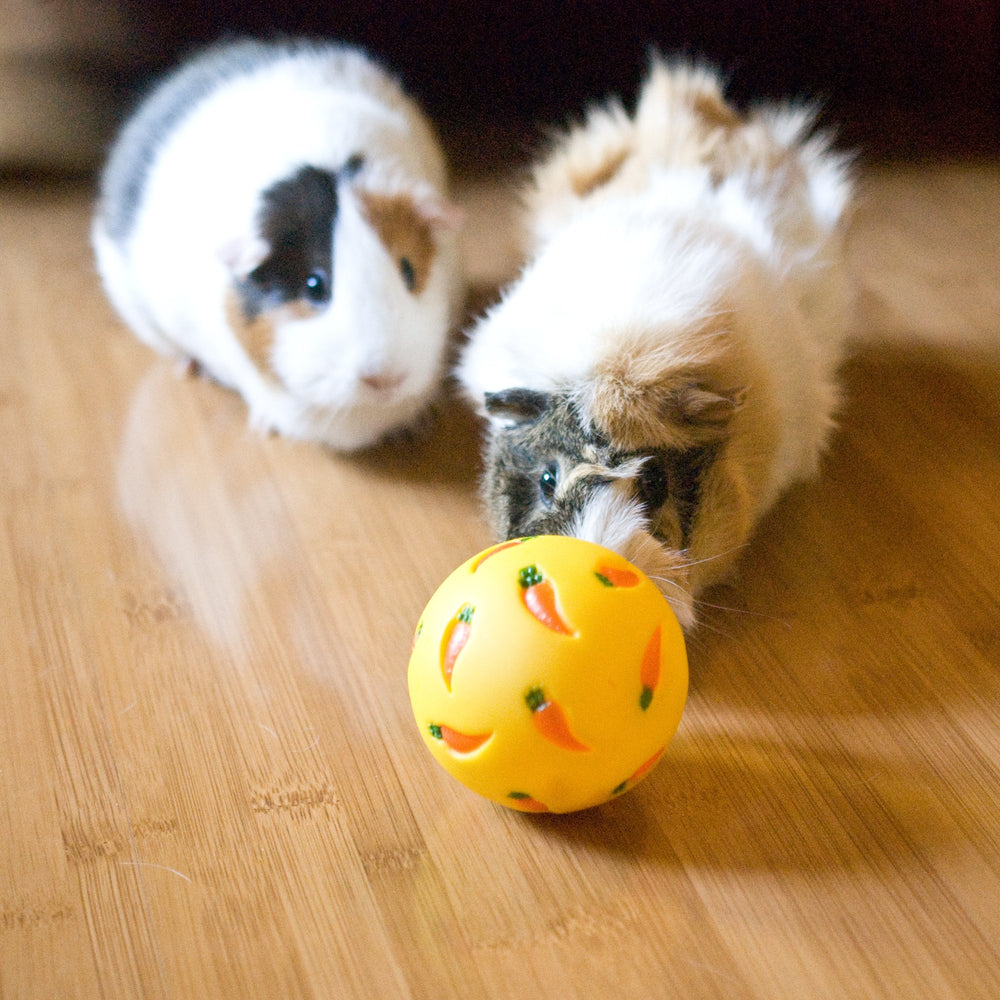 Wheeky Treat Ball small-pets-use-case shows foraging and physical activity benefits