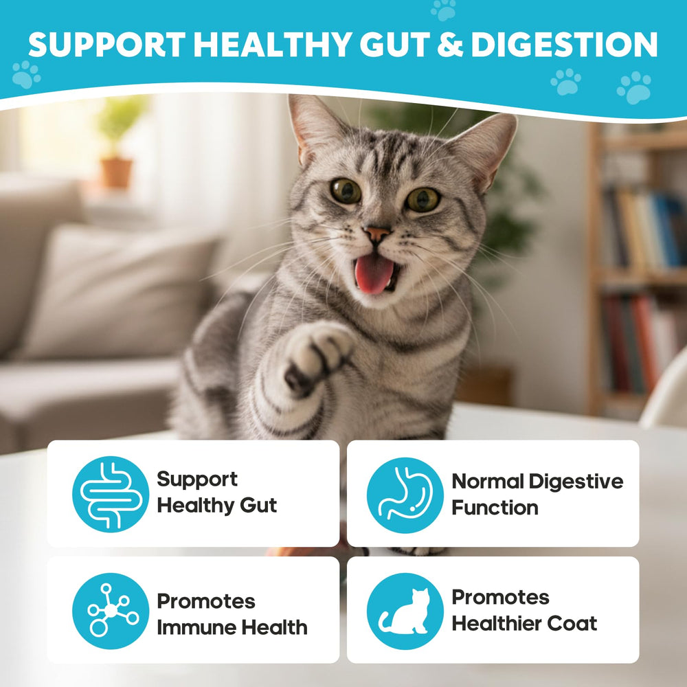 Whiskopia cat probiotic powder dissolve demonstrates mixing into food for smoother digestion.