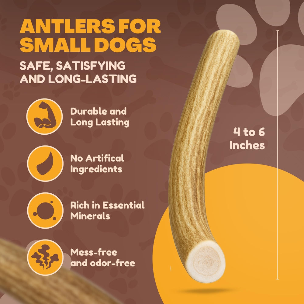WhiteTail Naturals antlers small dogs 4-6in ideal for teething and boredom relief