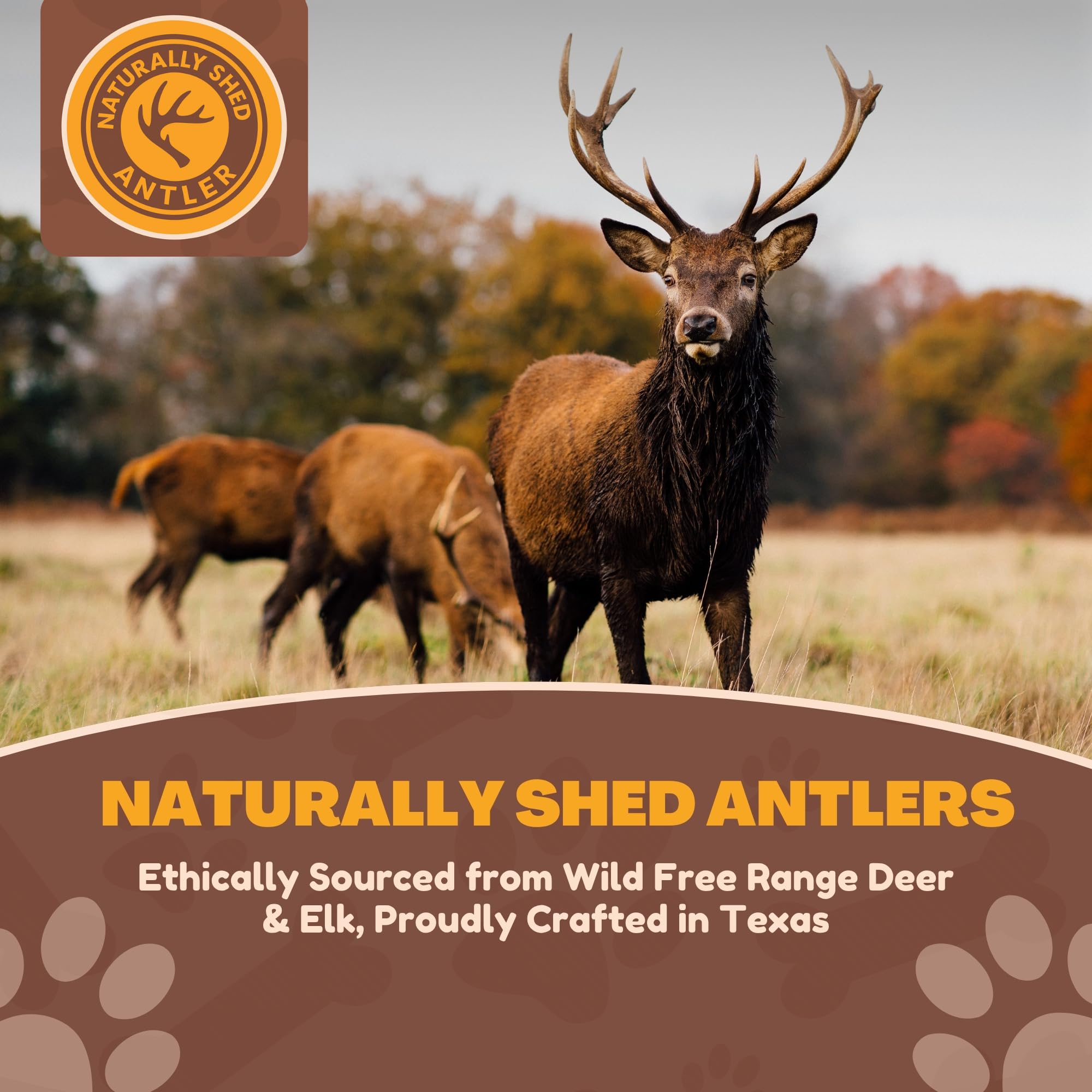 WhiteTail Naturals axis deer antlers 2pack xl indoor-use displays mess-free dental-friendly chew.