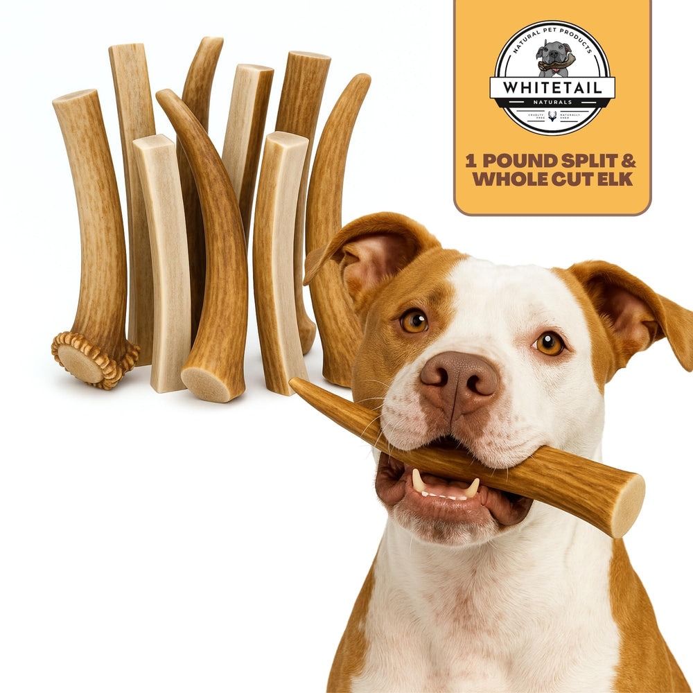 WhiteTail Naturals antlers make a thoughtful birthday gift for dogs.