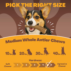 WhiteTail Naturals deer antler dog chews Texas craftsmanship and sustainable sourcing for pets