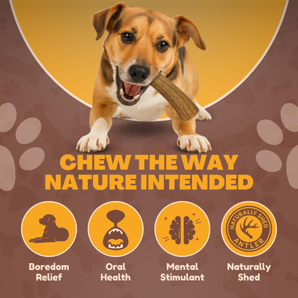 WhiteTail Naturals deer antler small dog chews, naturally shed and ethically sourced from Texas.