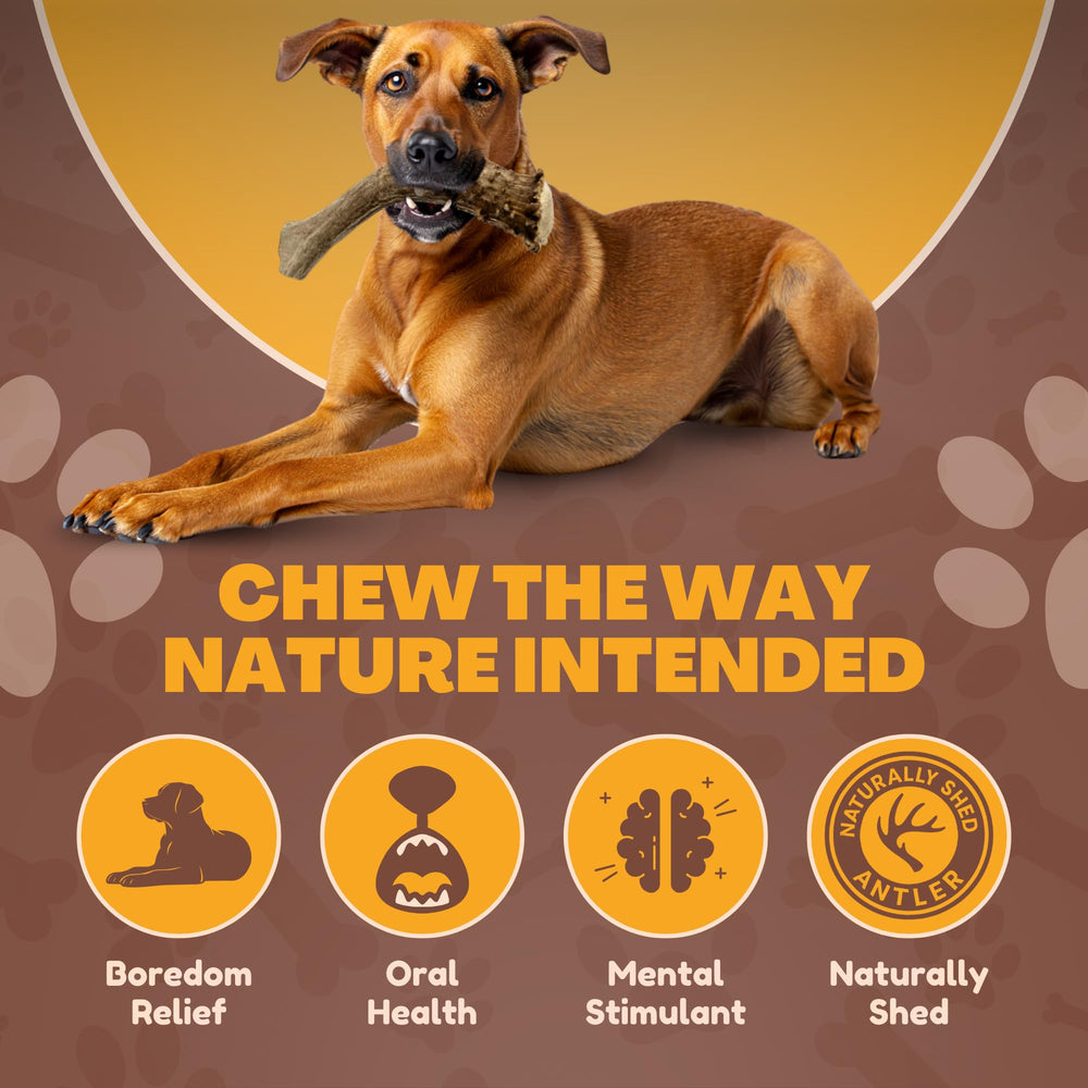 WhiteTail Naturals mineral-rich elk antler highlighting calcium and zinc benefits.