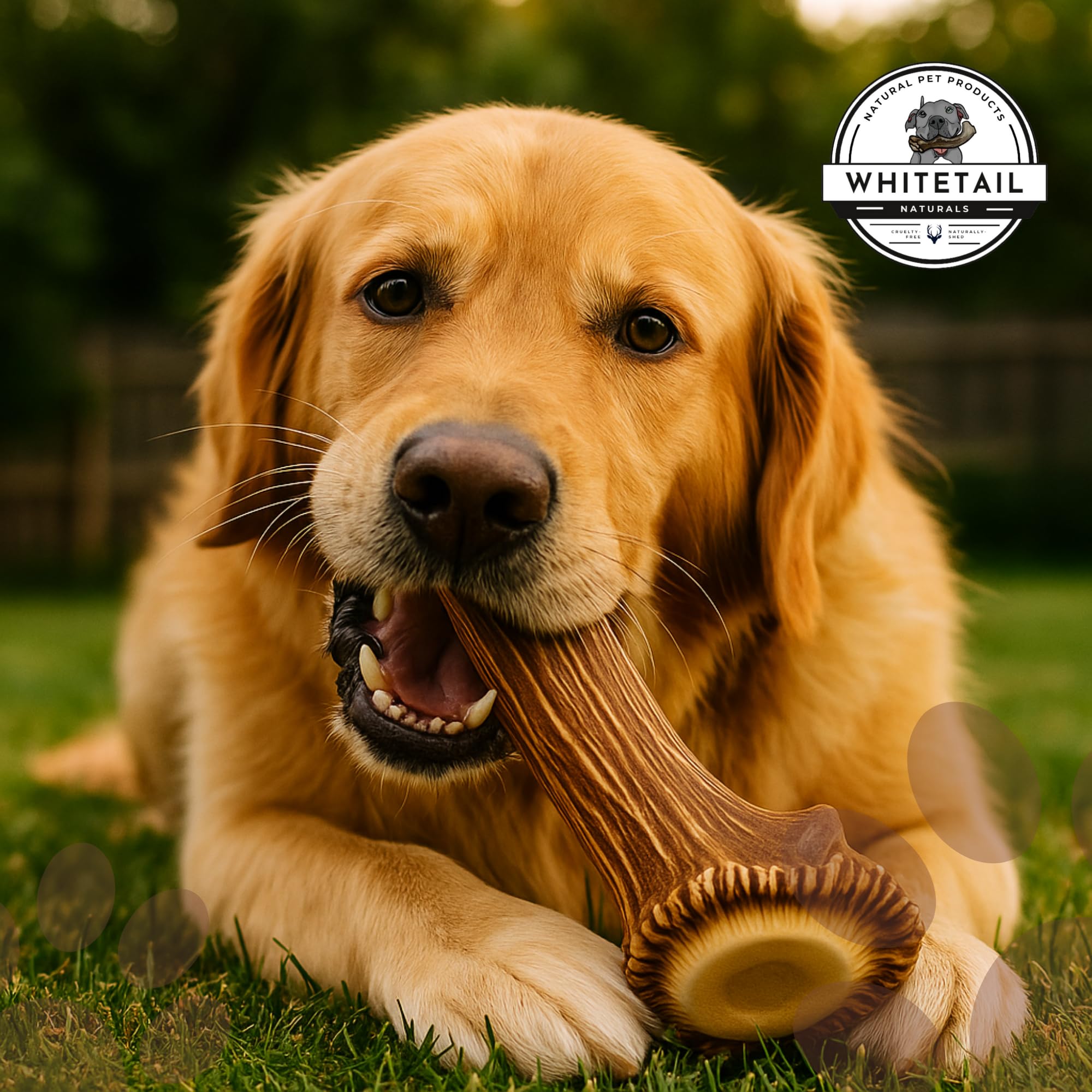 WhiteTail Naturals naturally shed elk antler emphasizes ethical sourcing.