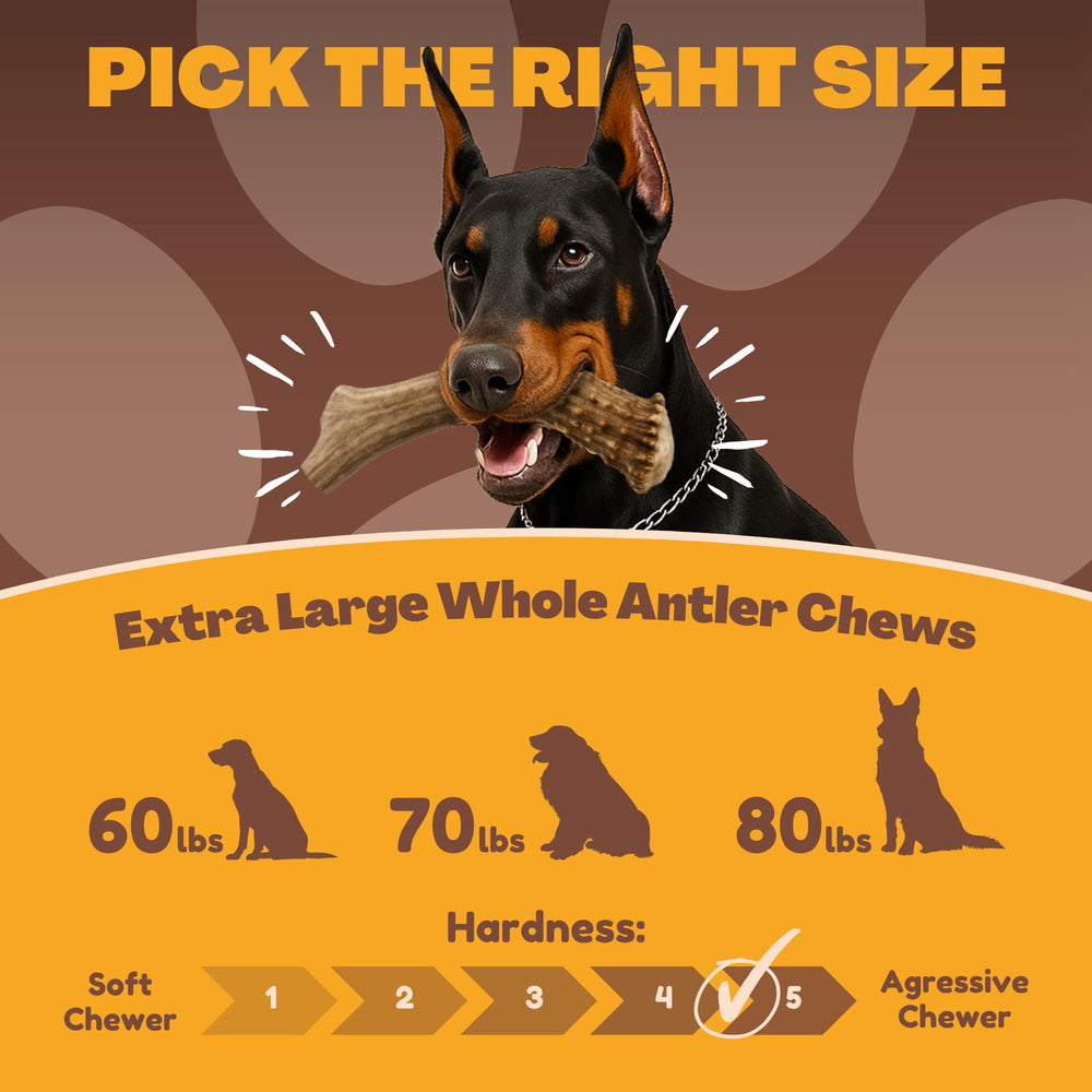 WhiteTail Naturals elk antler with sanded edges to minimize injury risk.