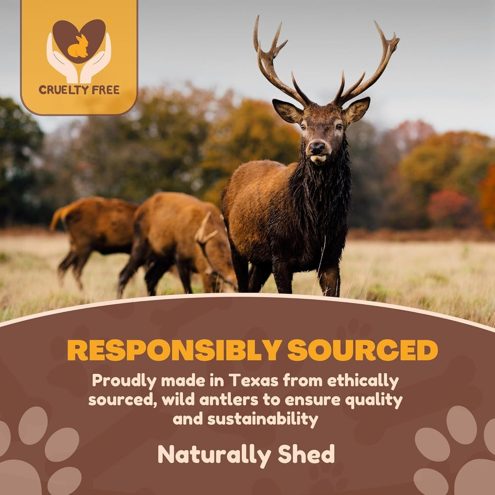 WhiteTail Naturals Jumbo XXL deer antler cut close-up shows safe edges for indoor use.