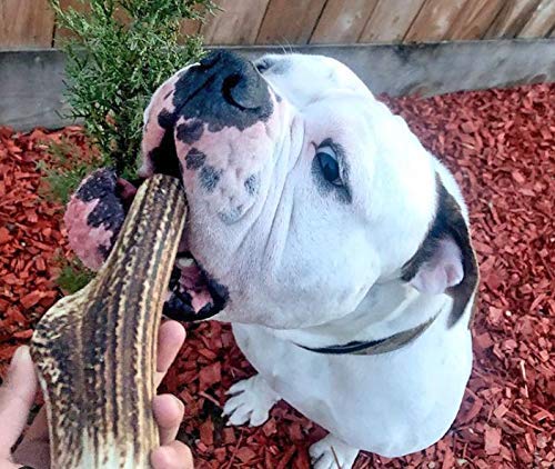 WhiteTail Naturals large-dog-chews 2pack image illustrates generous size for big breeds.