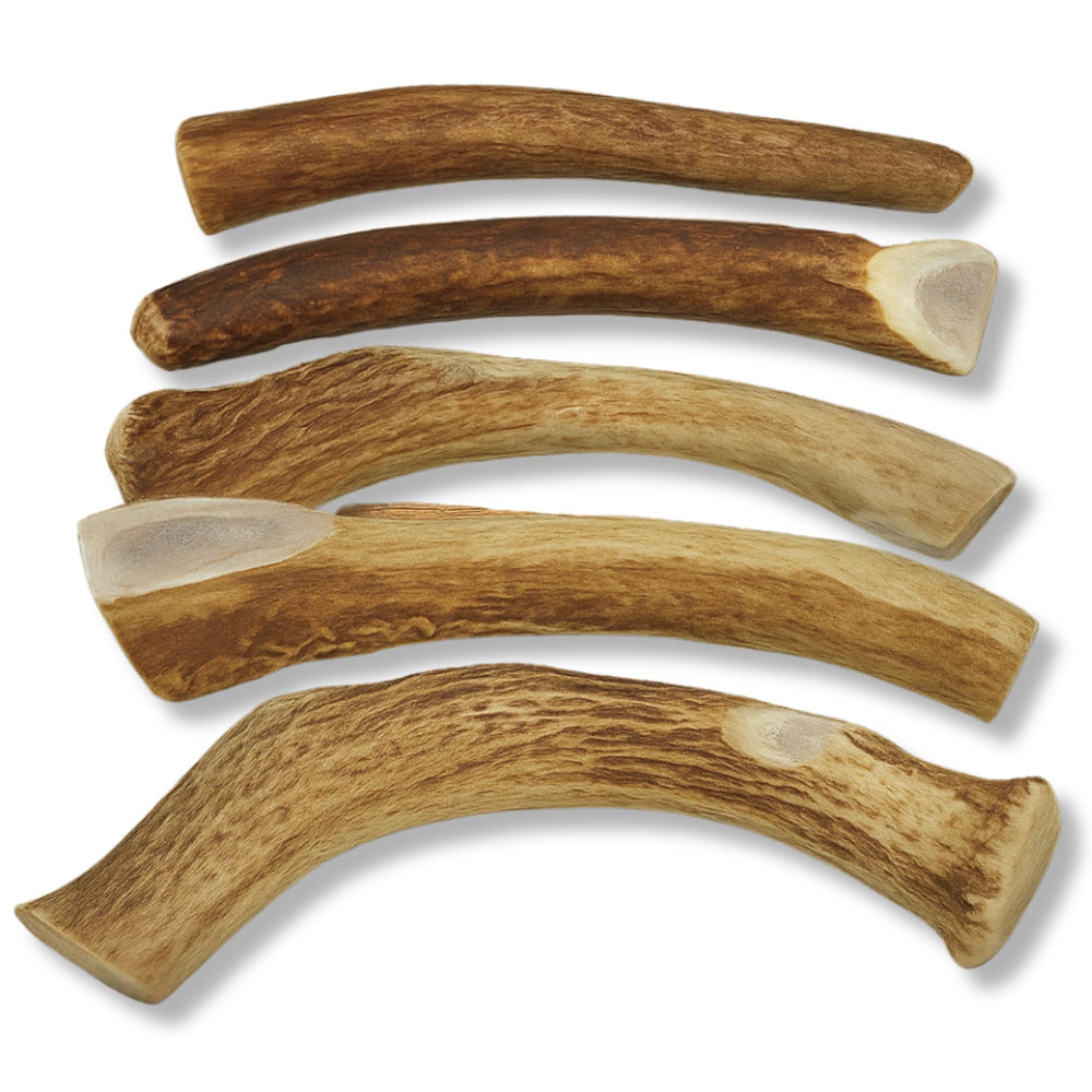 WhiteTail Naturals odorless, mess-free antlers in view for indoor chewing.
