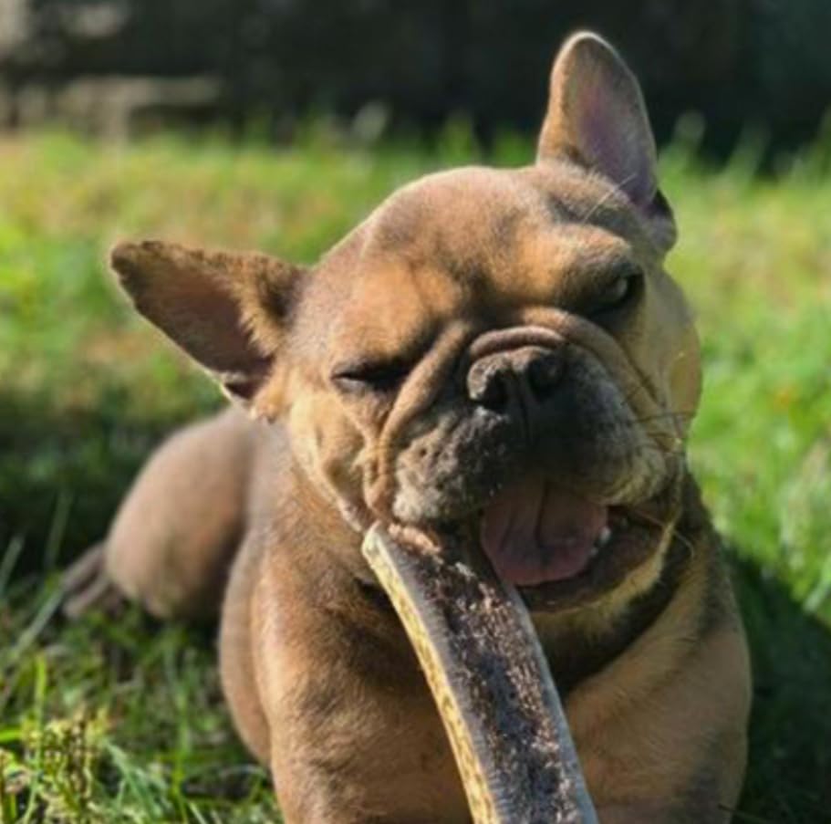 WhiteTail Naturals premium split antlers ideal for daily gnawing