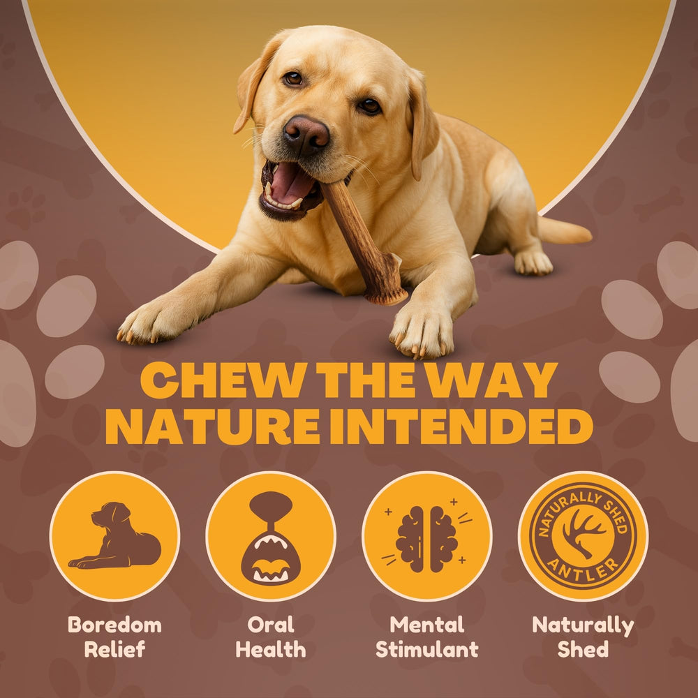 WhiteTail Naturals sanded edges antler chew prevents rough injuries during playful chomping.