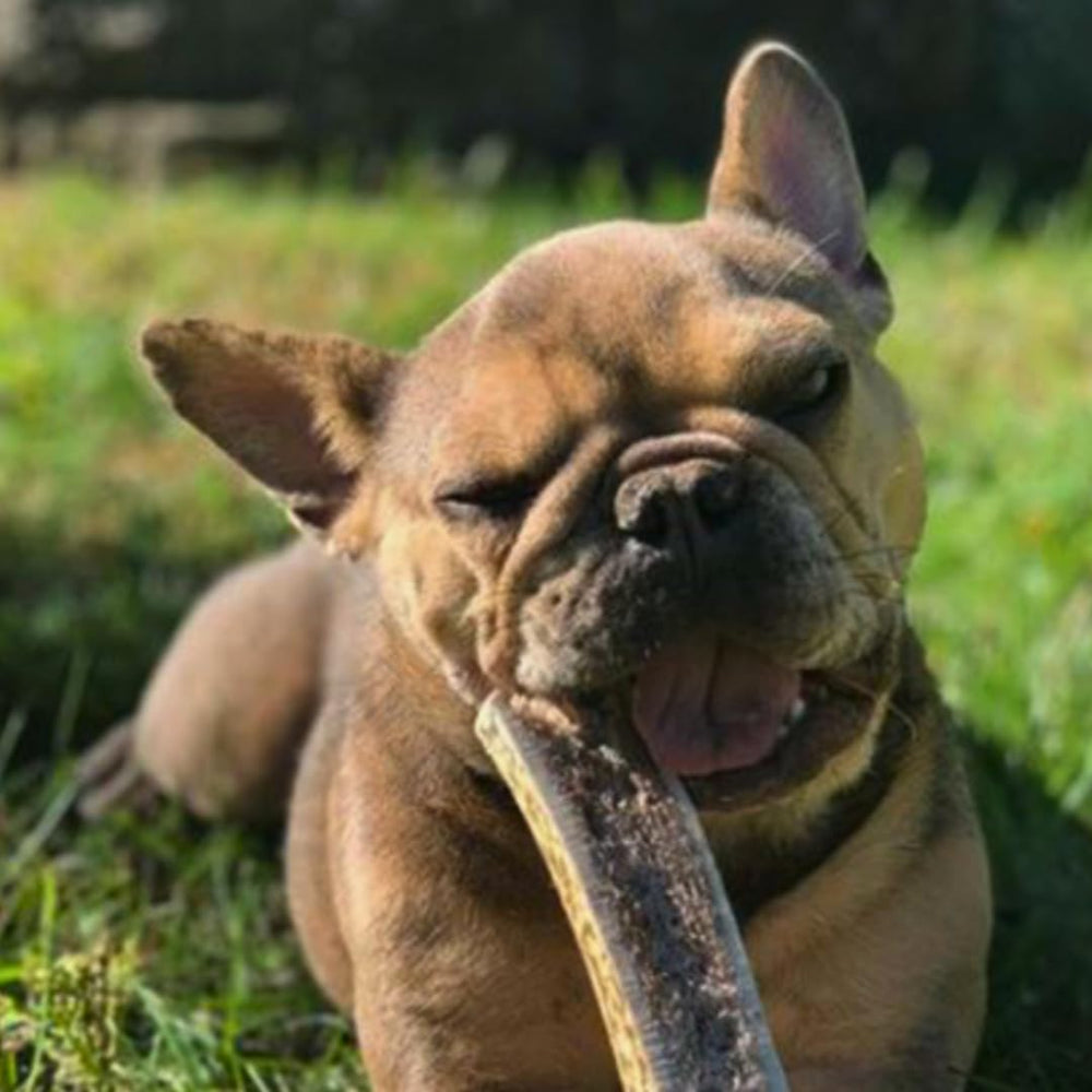 WhiteTail Naturals small-to-medium dogs antler chews—5 to 6 inches long