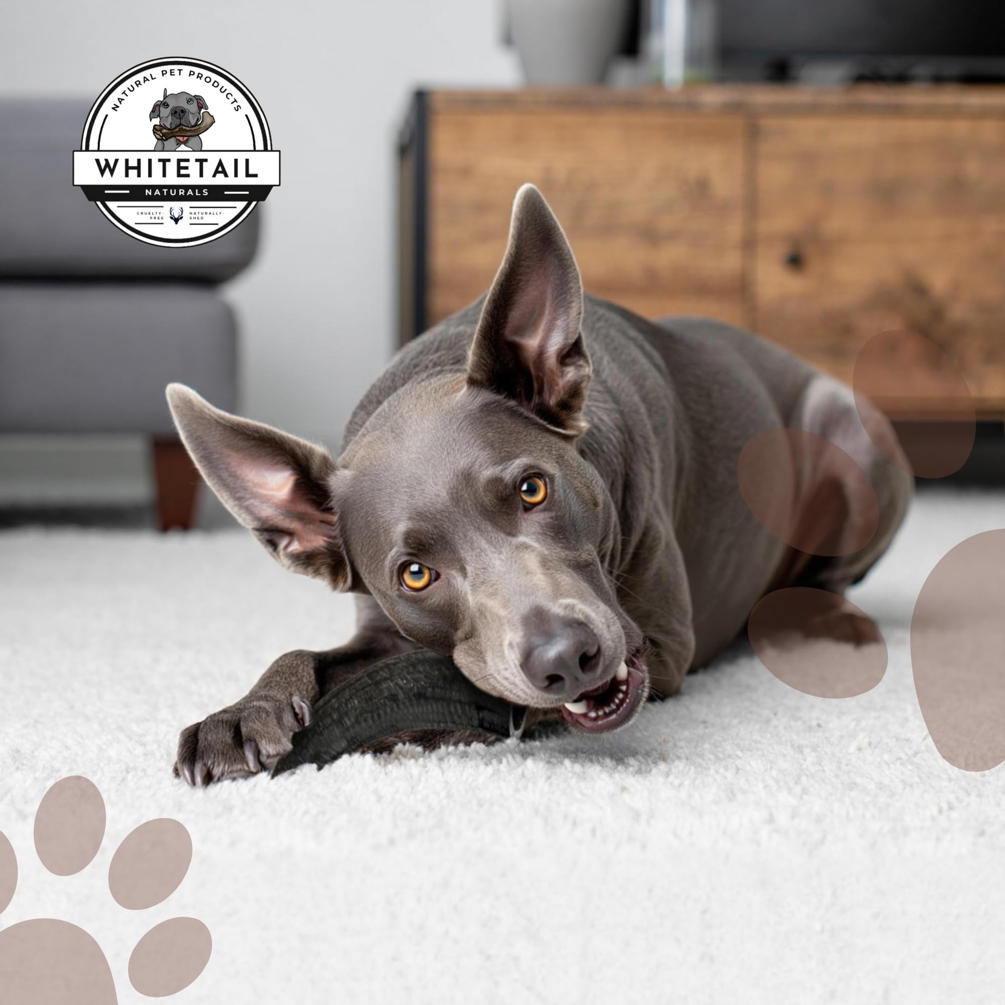 Whitetail Naturals water buffalo horns medium 3-pack aged-dog-use macro shot—long-lasting chew
