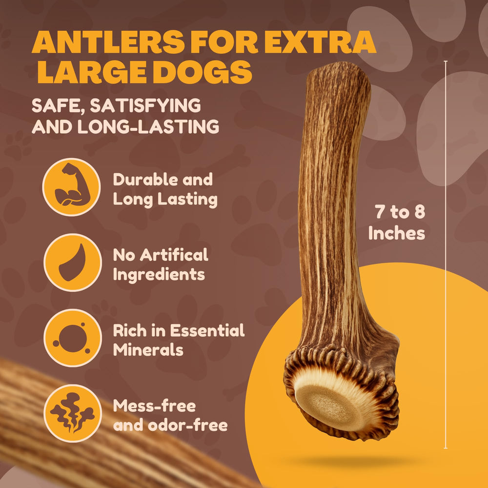 WhiteTail Naturals elk antler 7-8in length for long-lasting chews.
