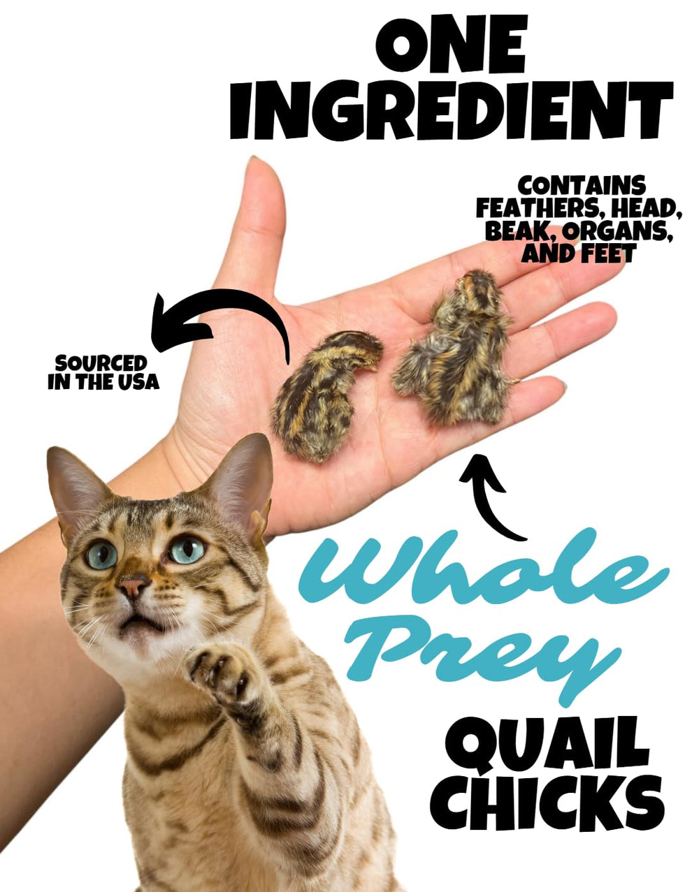 Wholesome Beast freeze-dried quail chick closeup reveals whole-prey texture for sensory-rich snacking.