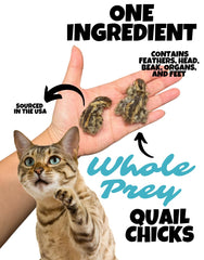 Wholesome Beast freeze-dried quail chick closeup reveals whole-prey texture for sensory-rich snacking.