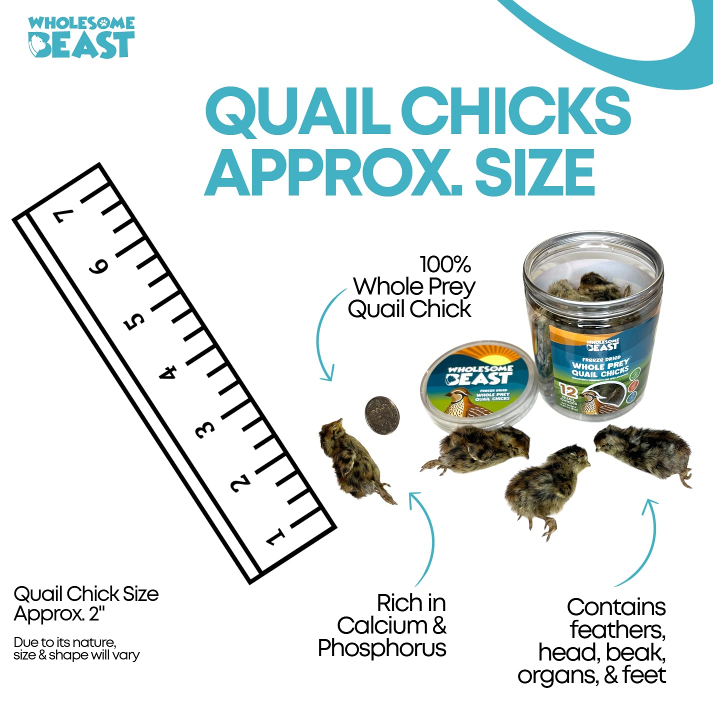 Wholesome Beast quail chick 2-inch size aids small dogs and cats.