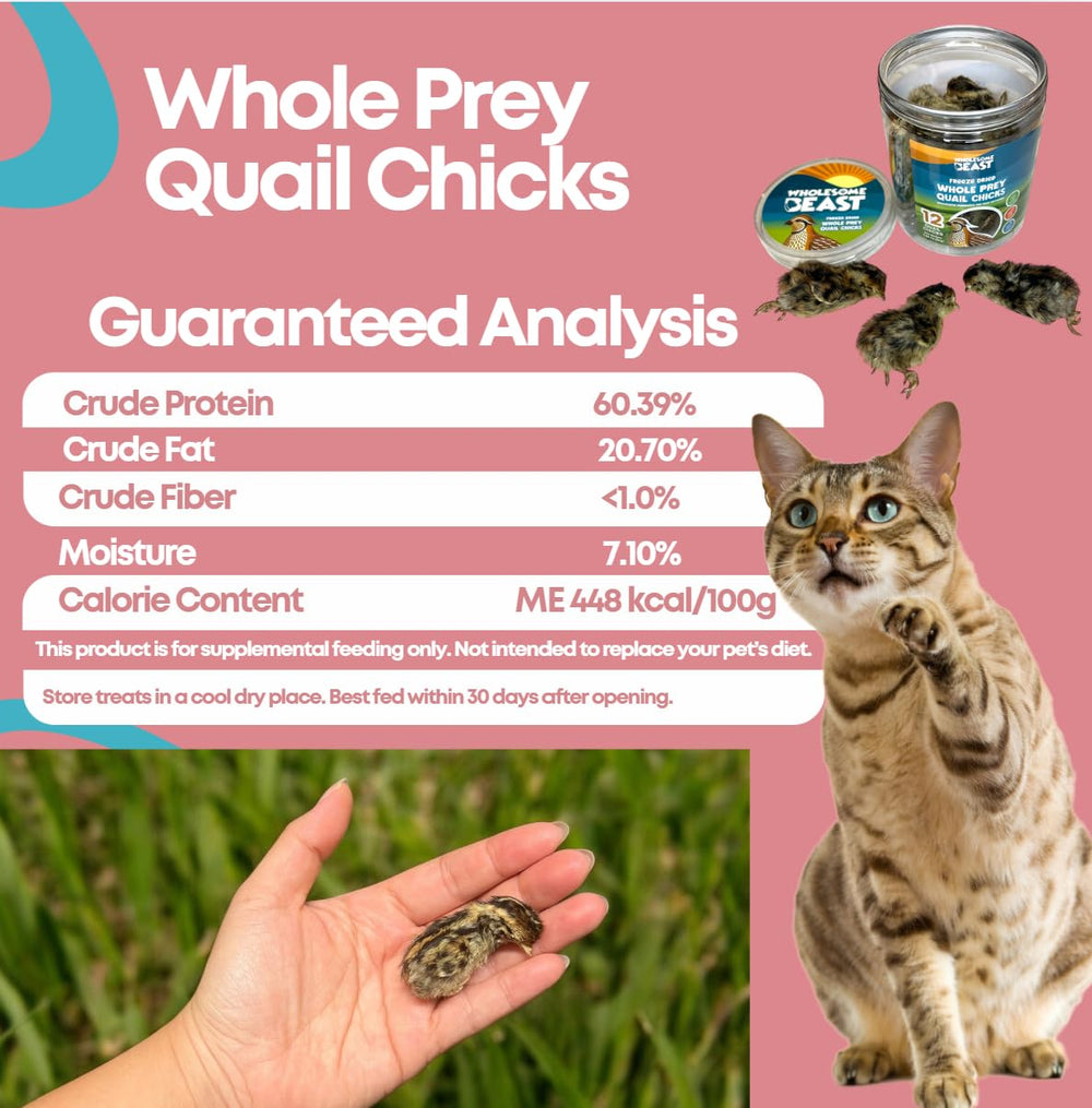 Wholesome Beast quail chick feeding may support digestion via natural roughage.