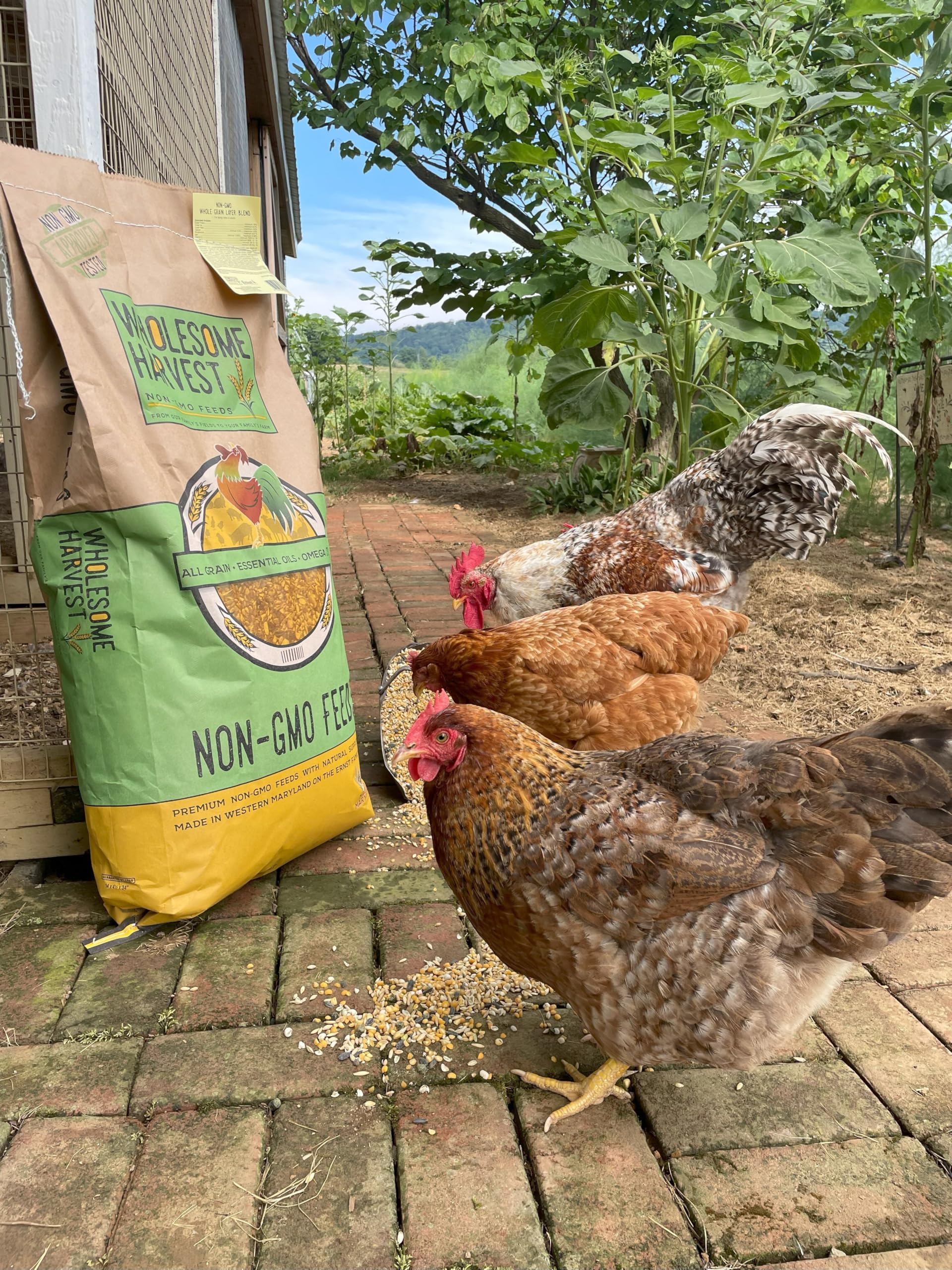 Wholesome Harvest 22% protein formula supports muscle and feather growth