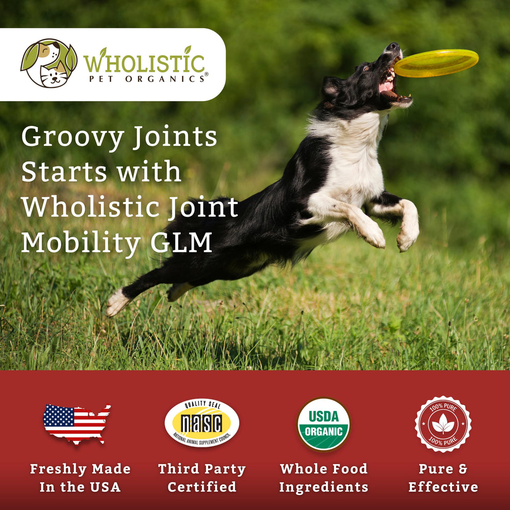 Wholistic Pet Organics dog supplement powder for easy daily use.