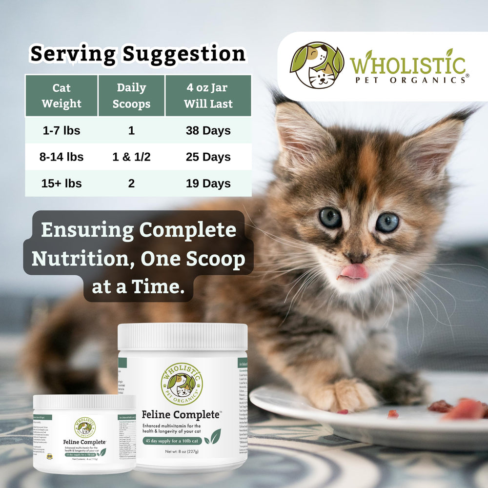 Wholistic Pet Organics Feline Complete kitten-usage scene, supports growth and vitality.