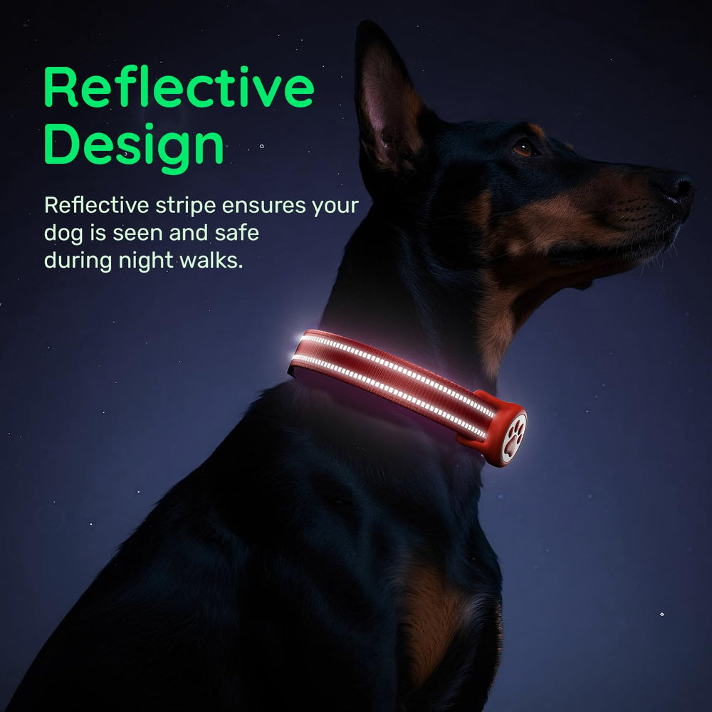 WhoseID D-ring leash attachment for secure daily walks