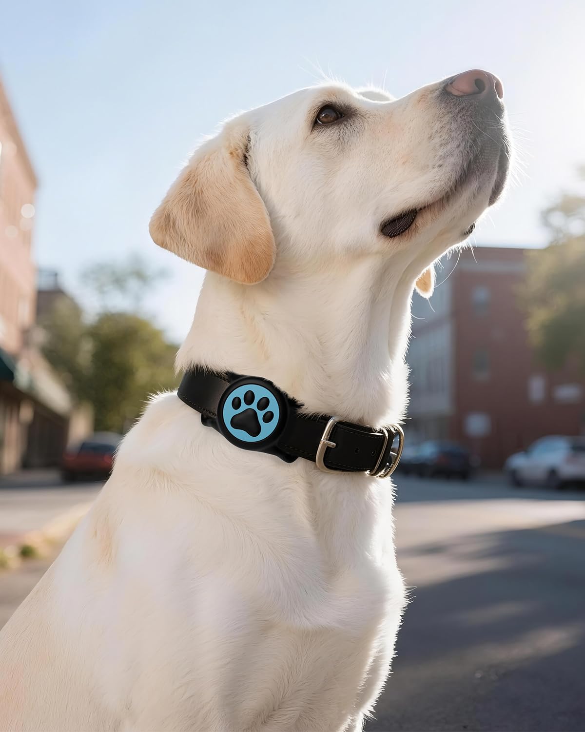 WhoseID Apple Tag 2021 snug wrap in action on a collar