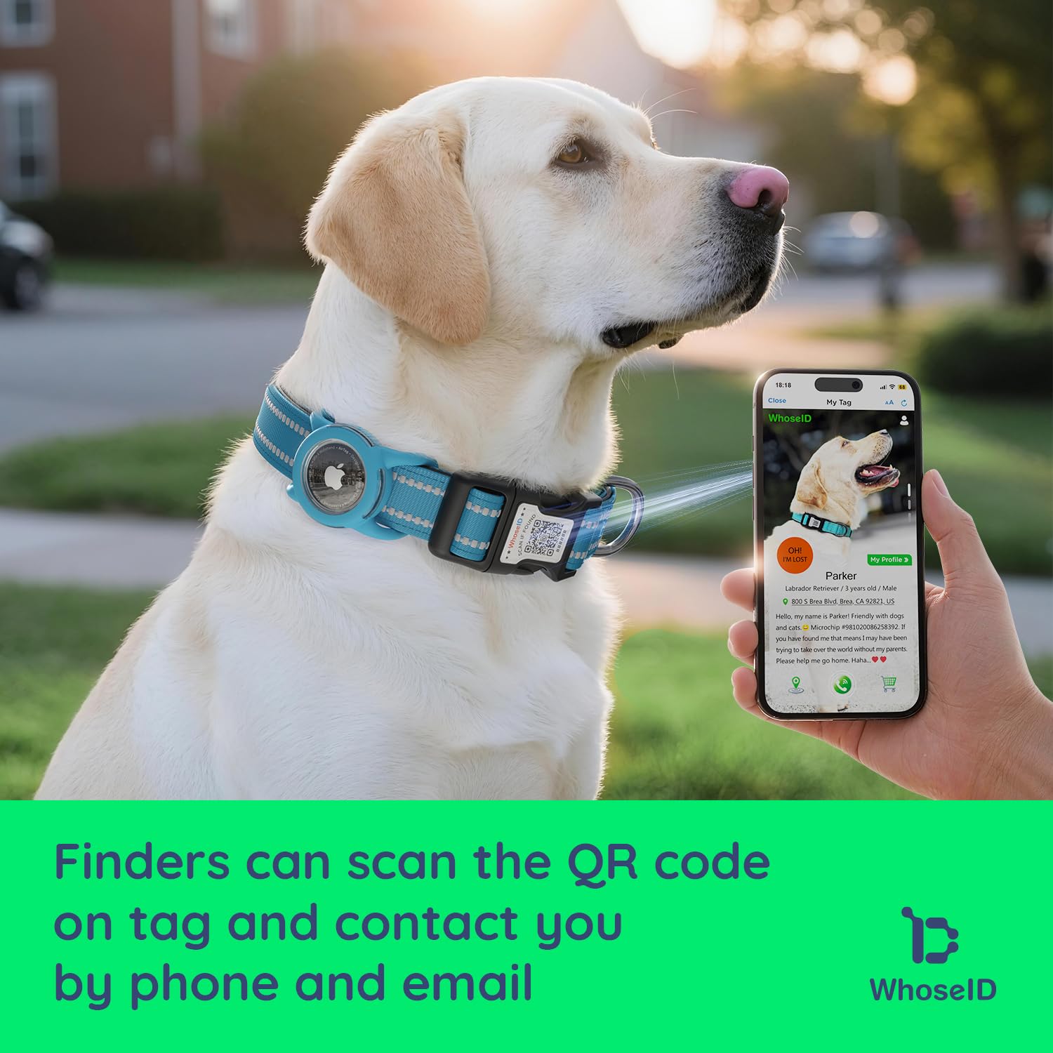 WhoseID reflective-dog-collar-night-visibility improves safety in low light