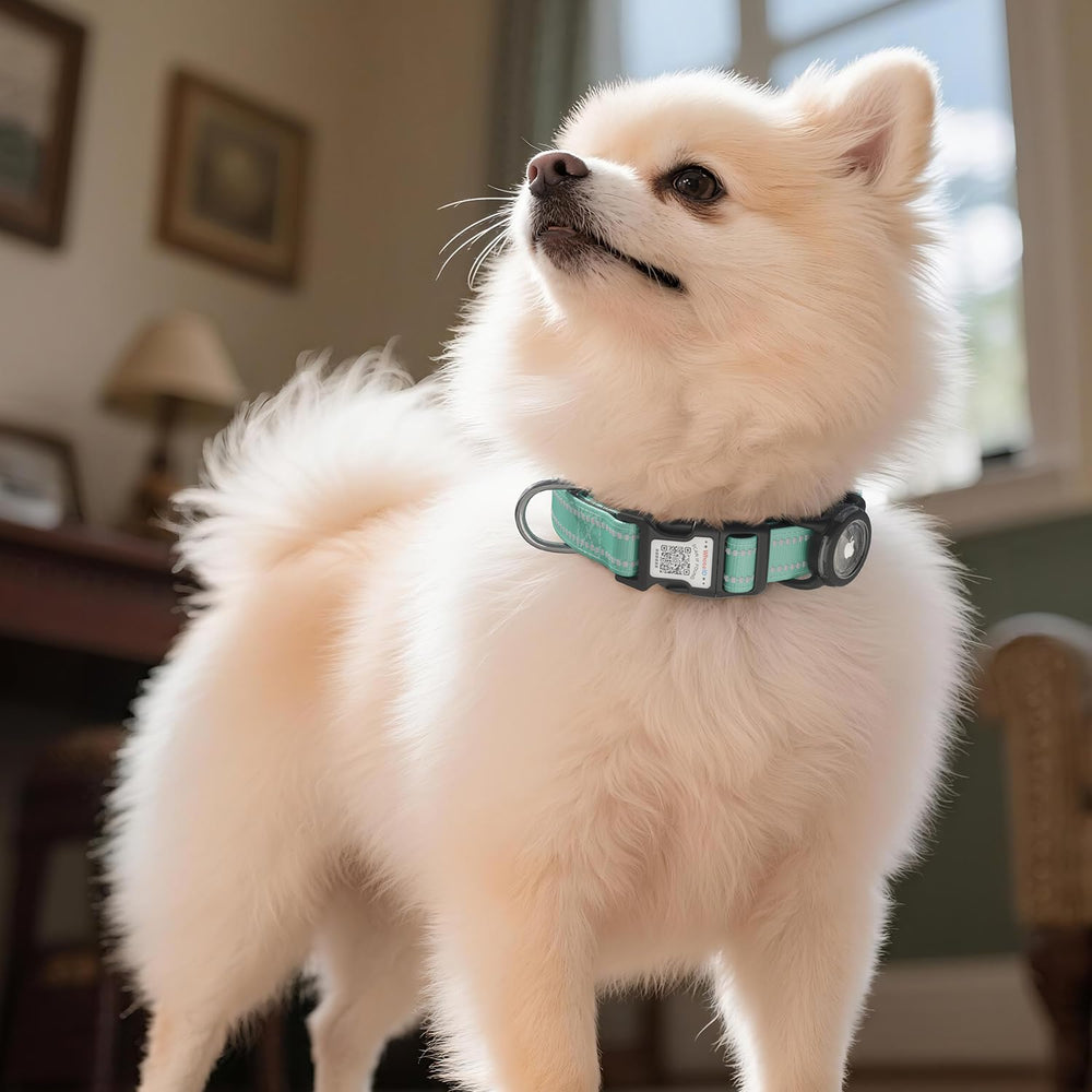 WhoseID dog-walk-collar-in-use showing everyday safety and comfort during strolls