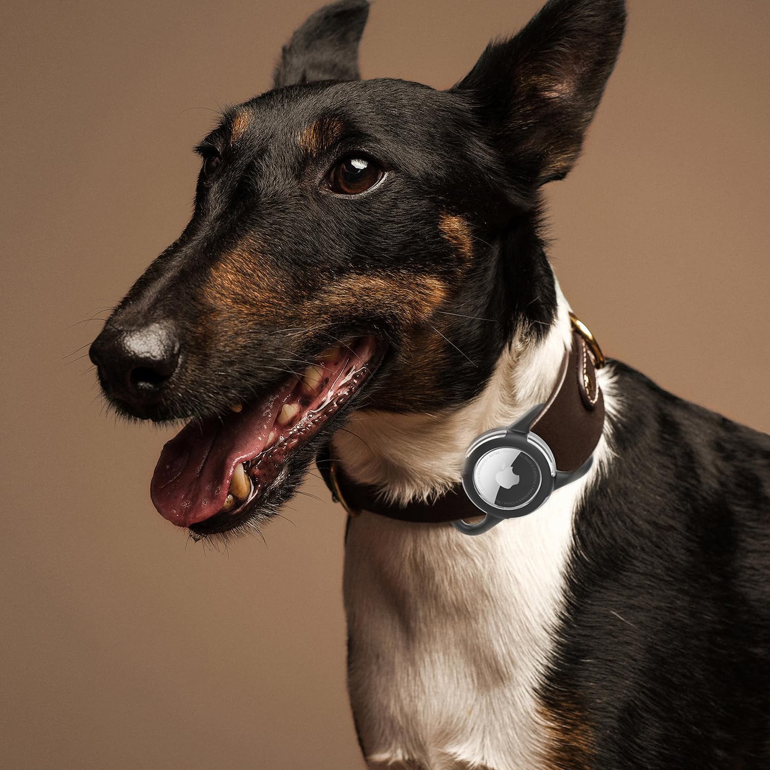 WhoseID lightweight black-pink AirTag holder on a small pet collar for everyday safety.