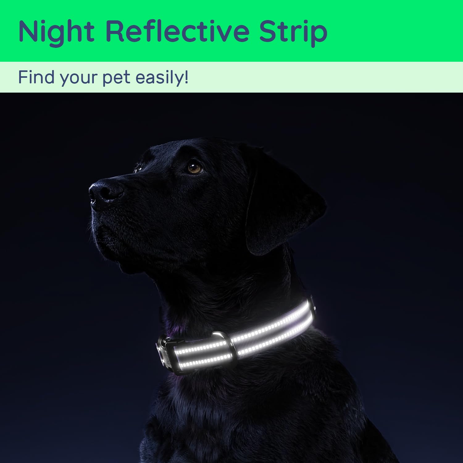 WhoseID adjustable four-size collar fits a range of necks for growing dogs.