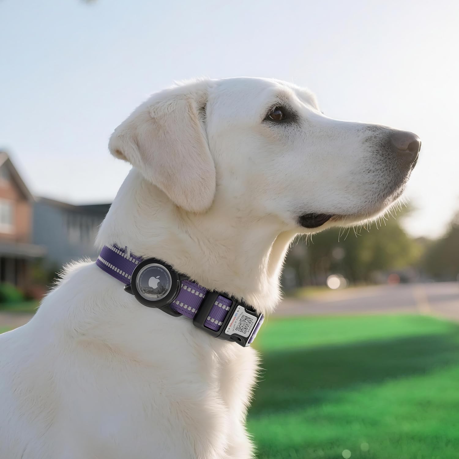 WhoseID collar helps alert owners when a pet is found through code-scanned updates.